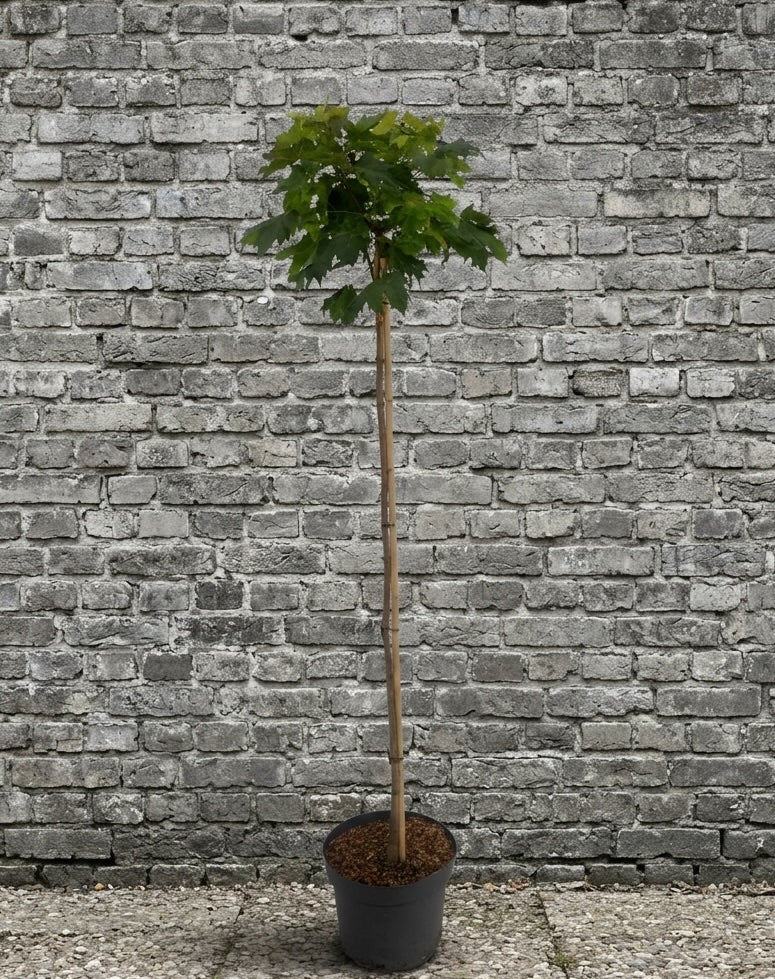 Noorse Esdoorn (Bolesdoorn, Hoogstam) - Acer platanoides 'Globosum'