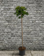 Noorse Esdoorn (Bolesdoorn, Hoogstam) - Acer platanoides 'Globosum'