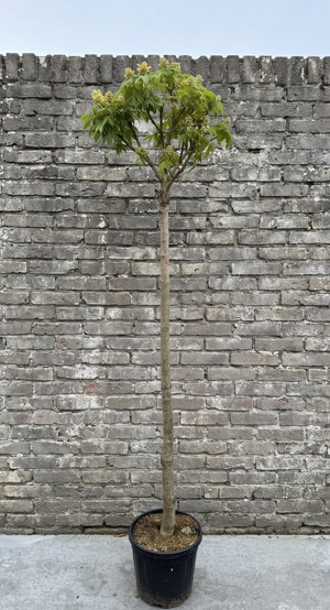 Halfstam 150 cm