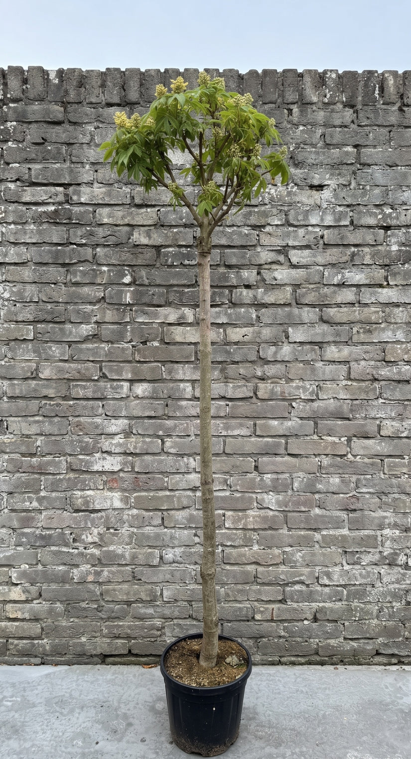 Bolkastanje (Halfstam) - Aesculus pavia var. discolor