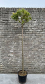 Bolkastanje (Halfstam) - Aesculus pavia var. discolor