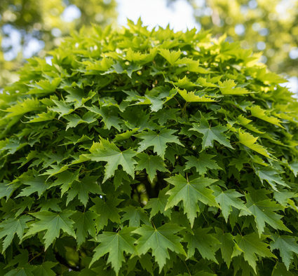 Bol Moeraseik - Quercus palustris 'Green Dwarf' op stam