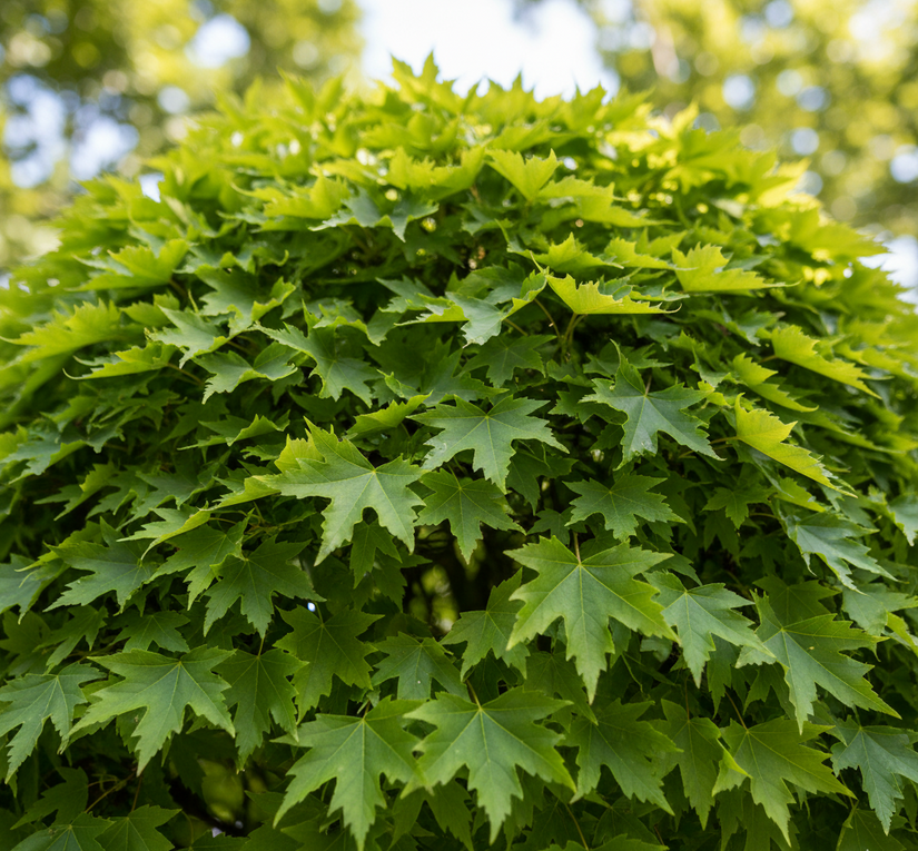 Bol Moeraseik - Quercus palustris 'Green Dwarf' op stam