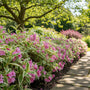 Bonte Weigelia - Weigela 'Nana Variegata'