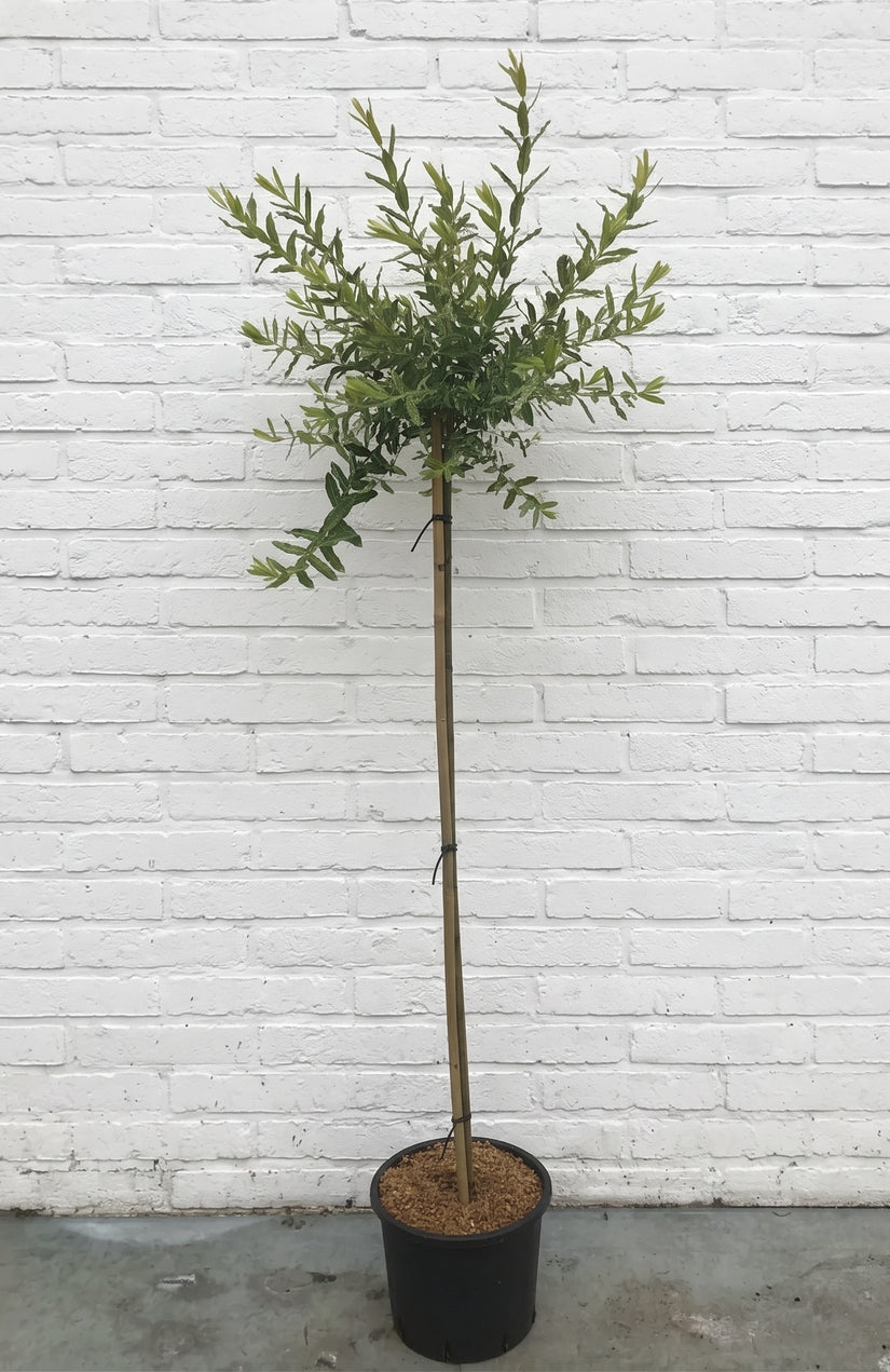 Bonte wilg op stam - Salix integra 'Hakuro-nishiki'