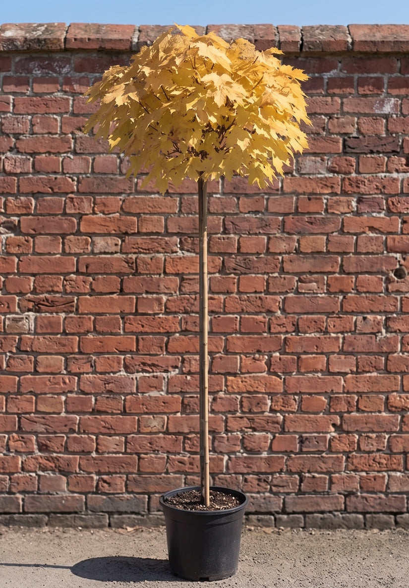 Bonte Esdoorn Halfstam - Acer pseudoplatanus 'Brilliantissimum'