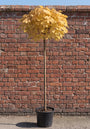 Bonte Esdoorn Halfstam - Acer pseudoplatanus 'Brilliantissimum'