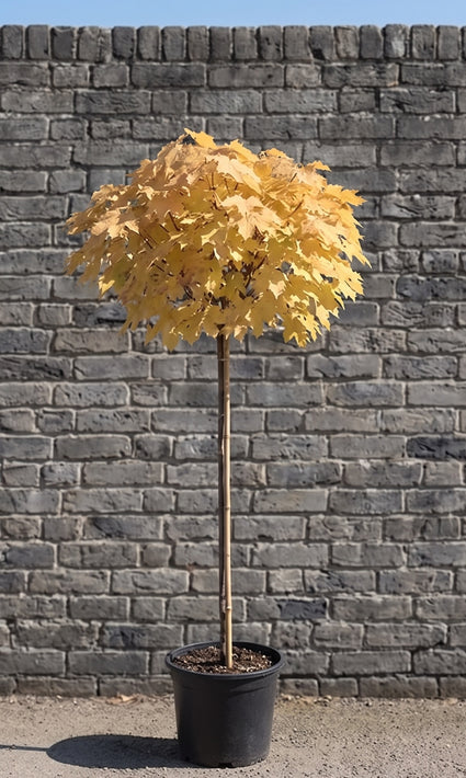 Bonte Esdoorn Halfstam - Acer pseudoplatanus 'Brilliantissimum'