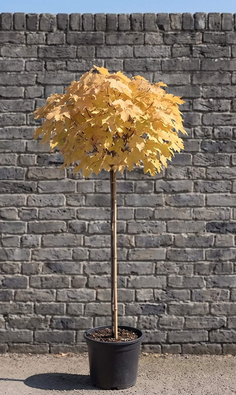 Bonte Esdoorn Halfstam - Acer pseudoplatanus 'Brilliantissimum'