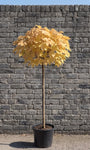 Bonte Esdoorn Halfstam - Acer pseudoplatanus 'Brilliantissimum'