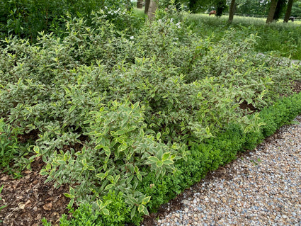 Cornus alternifolia 'Argentea'