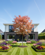 Bonte esdoorn - Acer pseudoplatanus 'Esk Sunset'