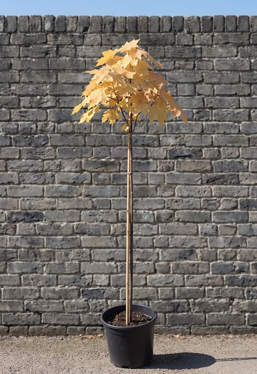 Bonte Esdoorn Halfstam - Acer pseudoplatanus 'Brilliantissimum'