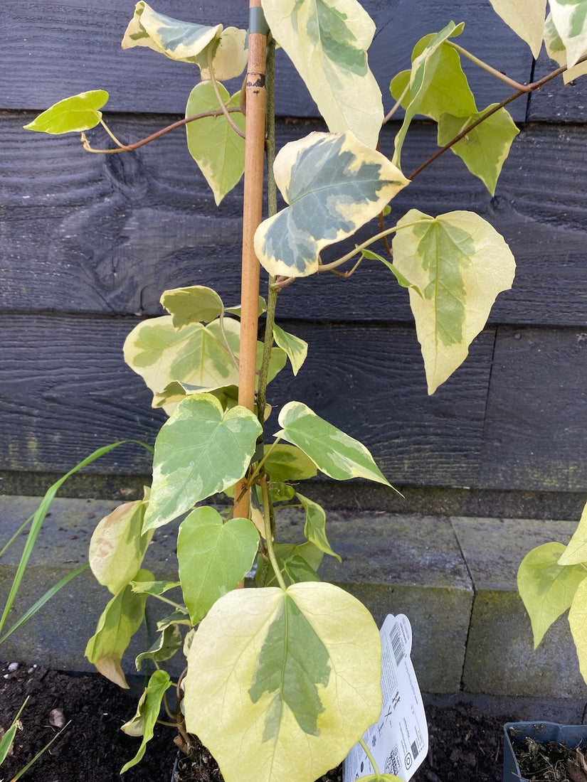 Bonte klimop - Hedera colchica 'Dentata Variegata'