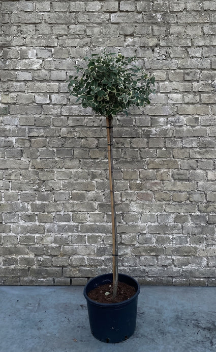 Japanse kardinaalsmuts Wit bont blad - Euonymus fortunei 'Emerald Gaiety' op stam