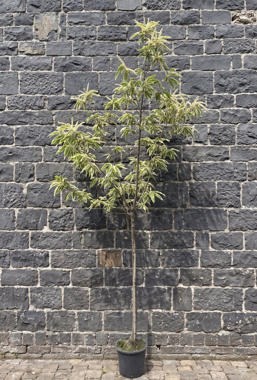 Bonte Tamme Kastanje - Castanea Sativa 'Variegata' hoogstam