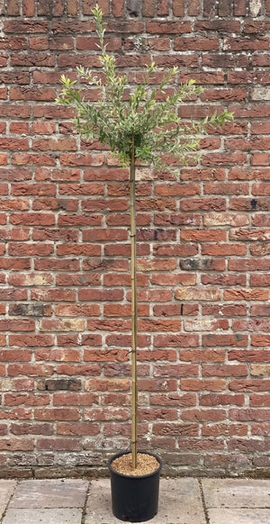 stamhoogte: 150 cm - halfstam
