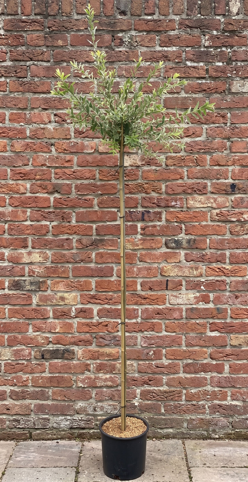Bonte wilg op stam - Salix integra 'Hakuro-nishiki'