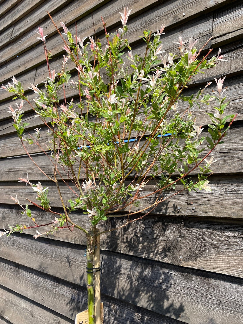 Wilg op stam - Salix integra 'Hakuro-nishiki'