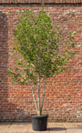 Boomhazelaar - Corylus colurna (Turkse Hazelaar)