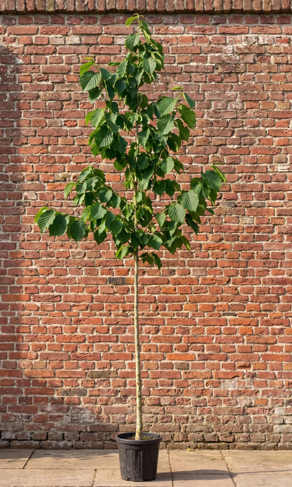 Boomhazelaar - Corylus colurna (Turkse Hazelaar)