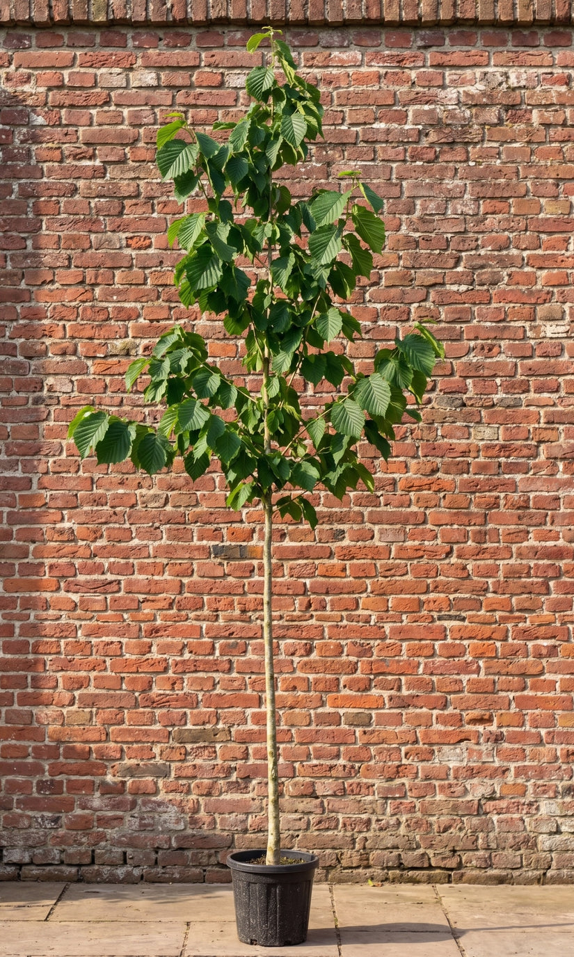 Boomhazelaar - Corylus colurna (Turkse Hazelaar)