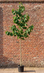 Boomhazelaar - Corylus colurna (Turkse Hazelaar)