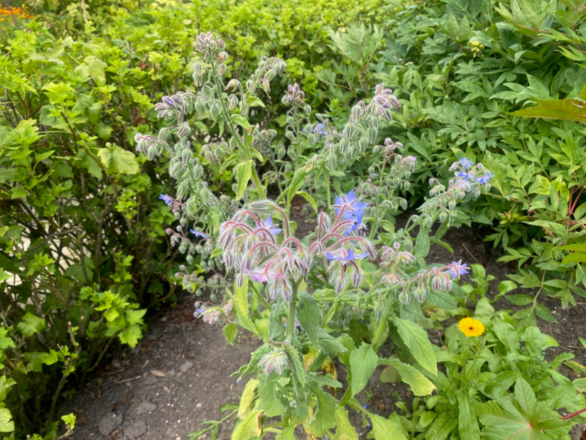 Bernagie - Borago pygmaea plant