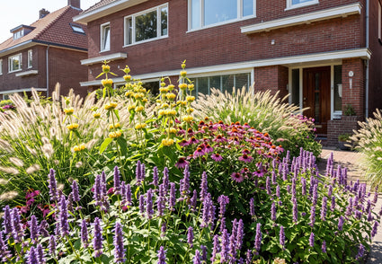 Biologisch Dropplant (lage soort, 70 cm) - Agastache Rugosa 'Little Adder'