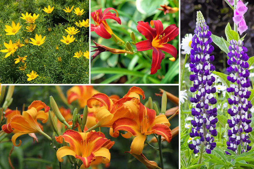 Borderpakket Hanne - Vaste planten mix, Meerkleurige bloemen - Zon