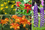 Borderpakket Hanne - Vaste planten mix, Meerkleurige bloemen - Zon