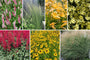 Borderpakket Ilse - Vaste planten & siergras - Rood & Geel - Halfschaduw & Zon