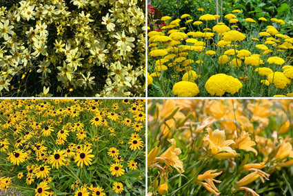Borderpakket Janneke - Vaste planten Geel bloeiend - Zon & halfschaduw