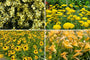 Borderpakket Janneke - Vaste planten Geel bloeiend - Zon & halfschaduw