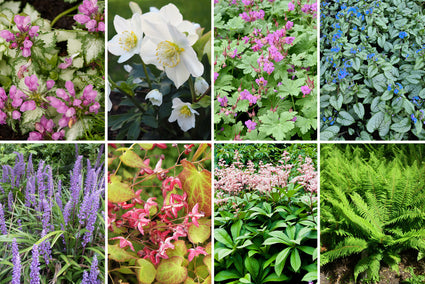 Borderpakket John - Schaduw planten / zandgrond