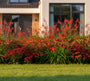 Borderpakket Julian - Bijvriendelijke tuinplanten - Bloeit Rood - Zon