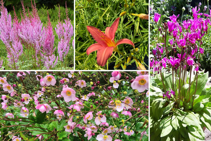 Borderpakket Tess - Roze Vaste planten mix - Halfschaduw & zon
