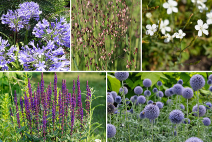 Borderpakket Vera - Bijzondere planten mix - Zon