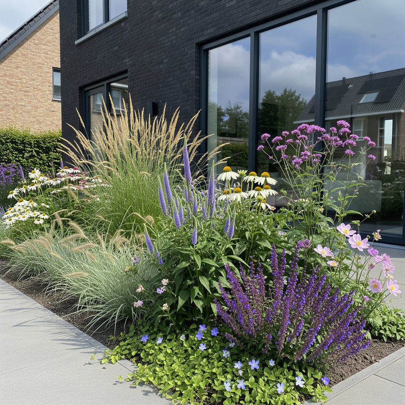 Borderpakket Henk jan - Siergras en vaste planten mix - Paars & Wit - Zon