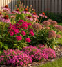 ai sfeerbeeld borderpakket lieke met 2 x Rode Zonnehoed - Echinacea purpurea 
Koekoeksbloem / Rode pekanjer - Lychnis viscaria 'Splendens'
Vetkruid - Sedum 'Herbstfreude' 
Hemelroosje - Silene schafta 