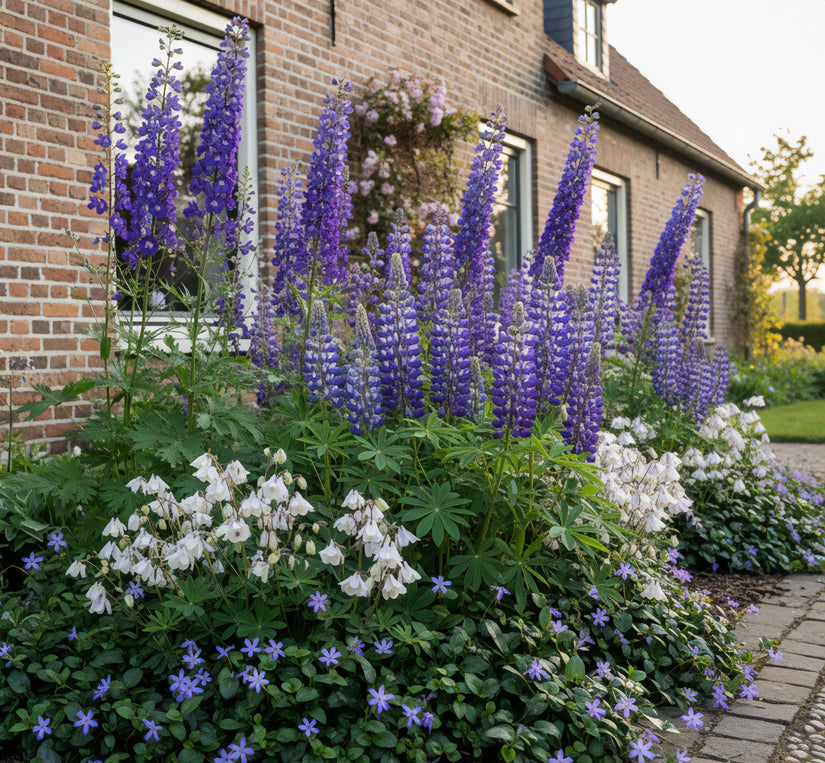 Borderpakket Lisanne - Paarse Vaste planten natte grond - Halfschaduw & zon