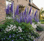 Borderpakket Lisanne - Paarse Vaste planten natte grond - Halfschaduw & zon
