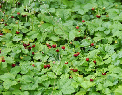 Biologisch Bosaardbei - Fragaria vesca