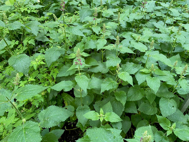 Bosandoorn - Stachys sylvatica - inheemse planten tuin