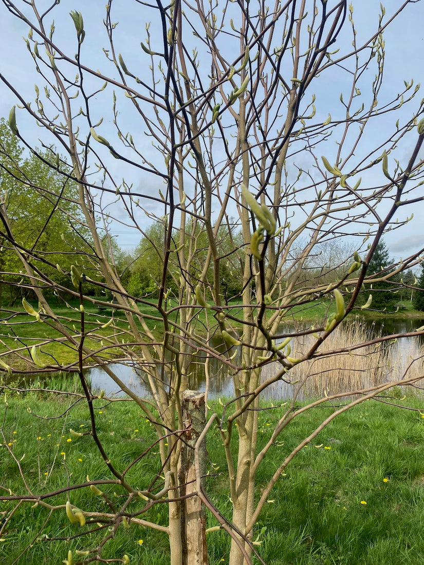 Bosmagnolia - Magnolia acumininata