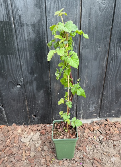 Braamboos - Rubus hybride 'Tayberry' (Taybes)