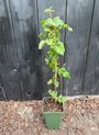 Braamboos - Rubus hybride 'Tayberry' (Taybes)