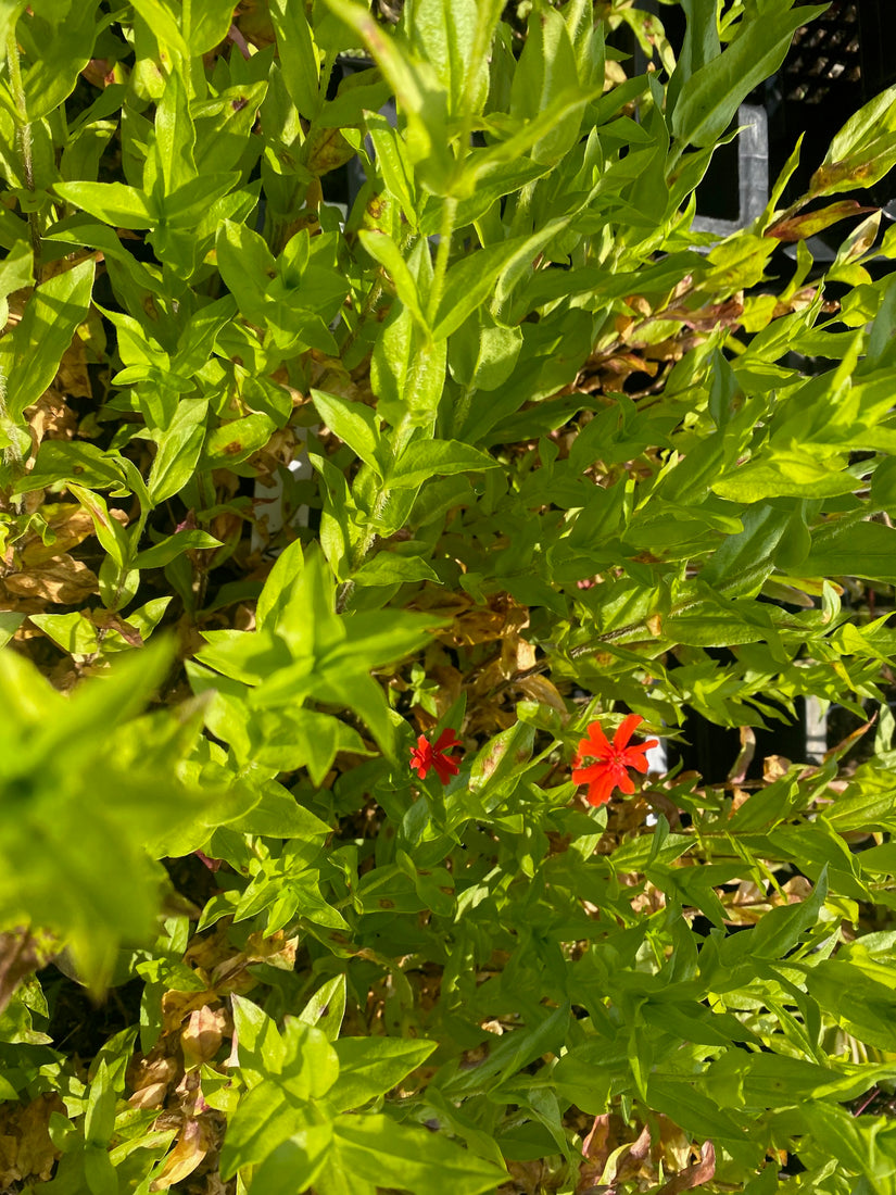 Brandende Liefde / Constantinopel - Lychnis chalcedonica