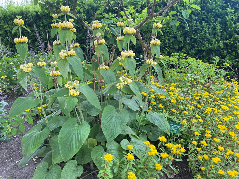 Biologisch Brandkruid - Phlomis russeliana