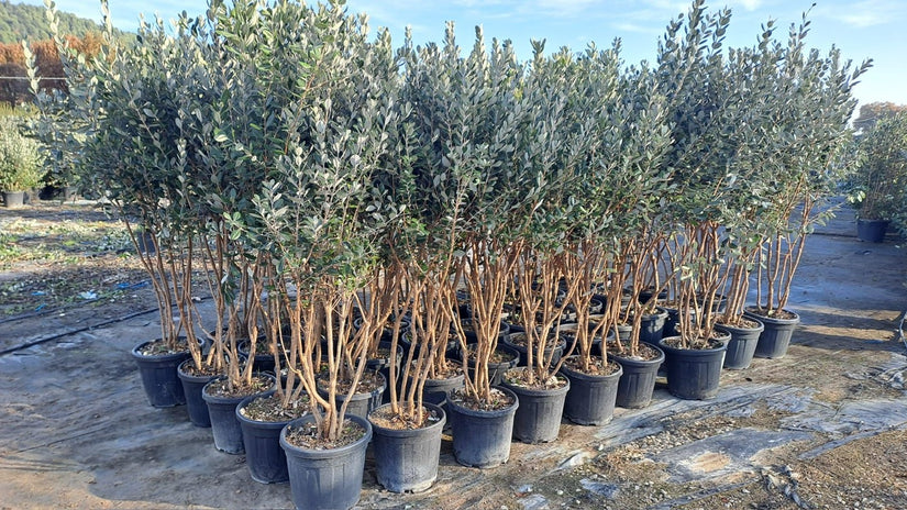 Braziliaanse guave - Acca sellowiana